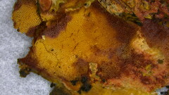 Agaricomycetes