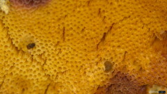 Agaricomycetes