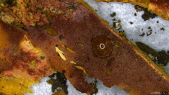 Agaricomycetes