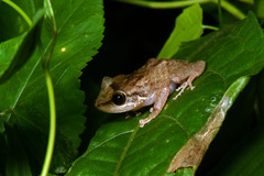 Eleutherodactylus