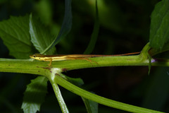 Anolis krugi