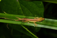 Anolis krugi