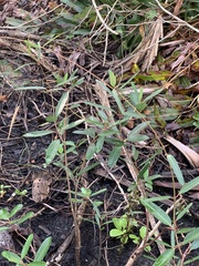 Rhabdadenia biflora