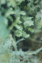 Caulerpa