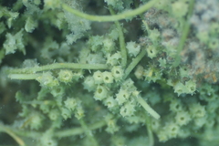 Caulerpa