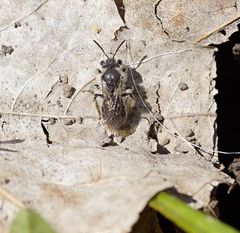 Andrena erigeniae