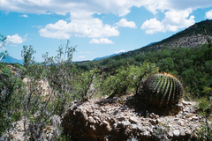 Echinocactus platyacanthus