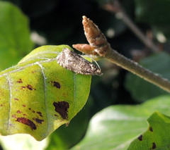Syricoris lacunana