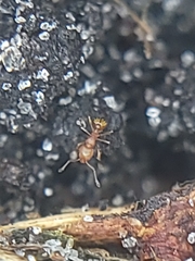 Wasmannia auropunctata