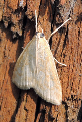 Udea lutealis