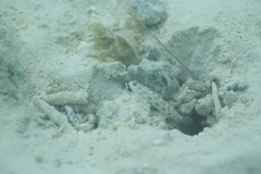 Ctenogobiops feroculus