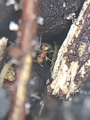 Wasmannia auropunctata