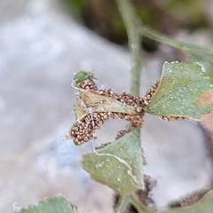 Psychoides verhuella
