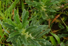 Ajuga iva