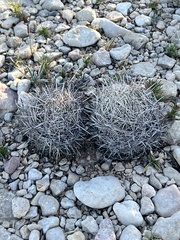 Coryphantha echinus