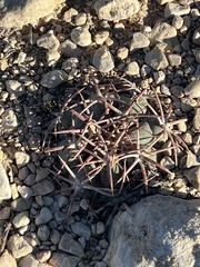 Echinocactus horizonthalonius
