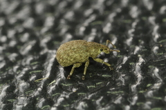 Romualdius scaber