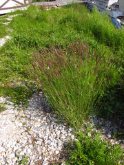 Hordeum brevisubulatum