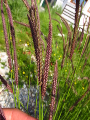 Hordeum brevisubulatum