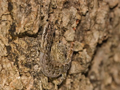 Khlong Lan Dwarf Gecko photo 4