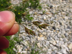 Poa subfastigiata