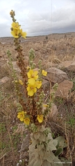 Verbascum