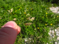 Poa subfastigiata