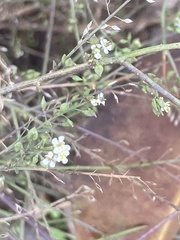Lepidium graminifolium