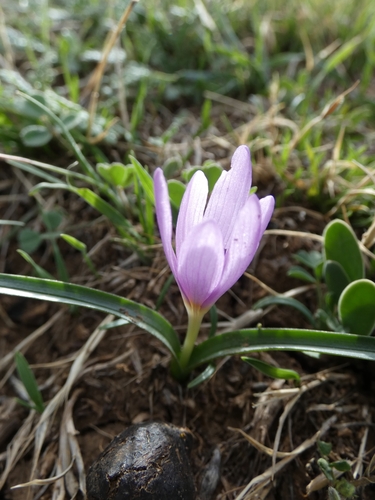 Colchicum cupanii image