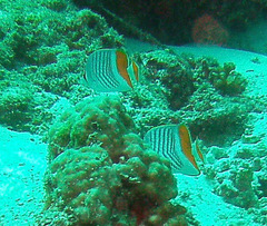 Chaetodon madagaskariensis