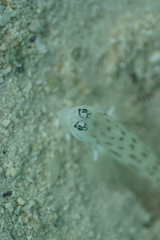 Ctenogobiops feroculus