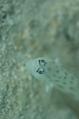 Ctenogobiops feroculus