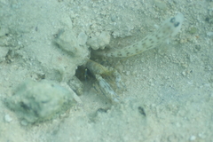 Ctenogobiops feroculus