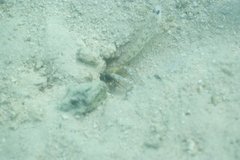 Ctenogobiops feroculus