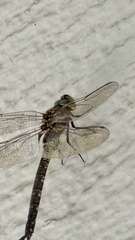 Rhionaeschna jalapensis