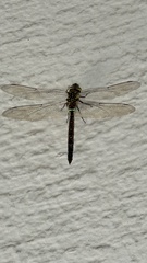 Rhionaeschna jalapensis