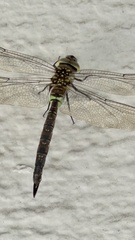 Rhionaeschna jalapensis