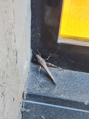 Anacridium aegyptium