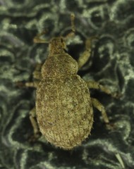 Romualdius scaber