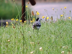 Motacilla alba alba