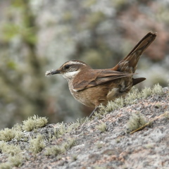 Cinclodes olrogi