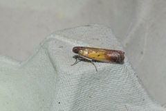 Piesmopoda semilutea