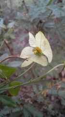 Dalechampia
