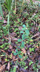 Sida rhombifolia