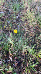 Coreopsis leavenworthii