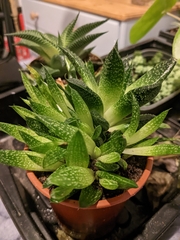 Aristaloe aristata