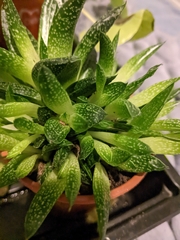 Aristaloe aristata