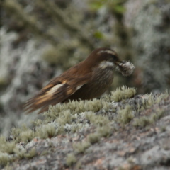 Cinclodes olrogi