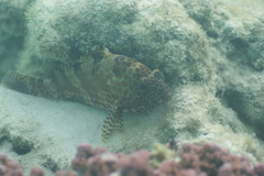 Epinephelus
