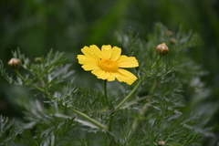 Glebionis coronaria
